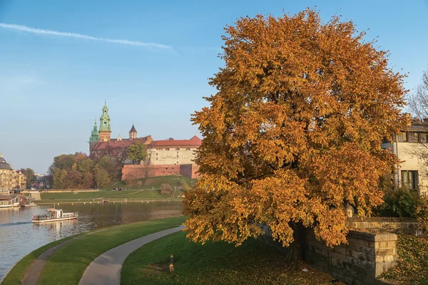 Rio Wisla Wawel Hill e uma árvore variegada — Fotografia de Stock