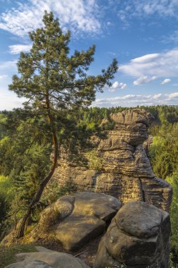 Çam bir uçurumun kenarında yetişen