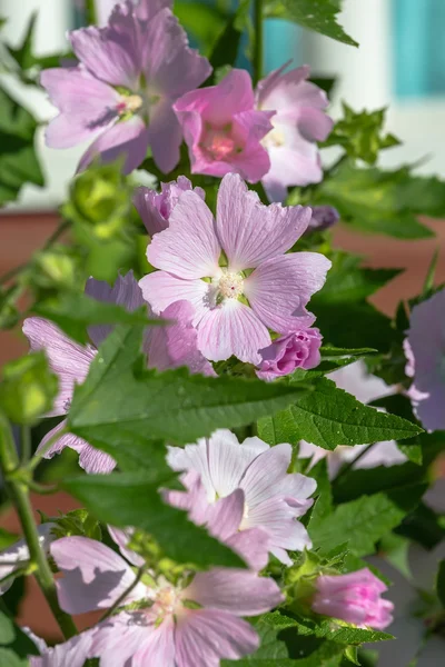 Malva sylvestris en el jardín — Foto de Stock