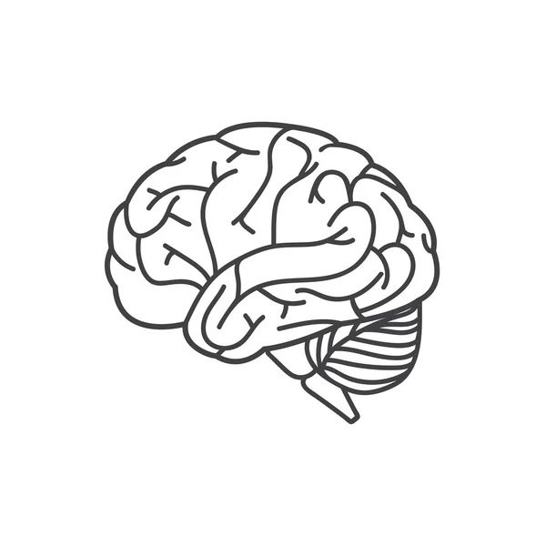 Human brain line icon — Stock Vector