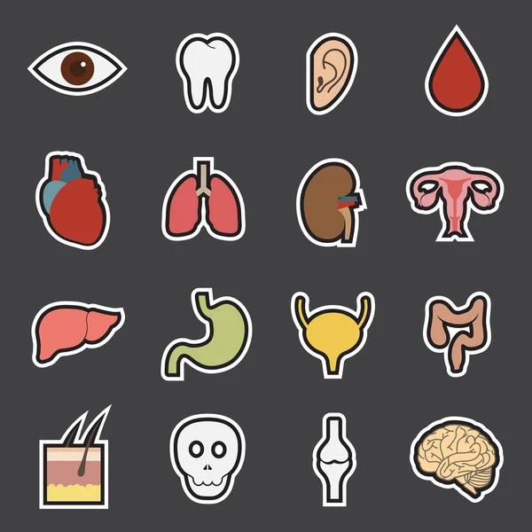 Human organs icon — Stock Vector