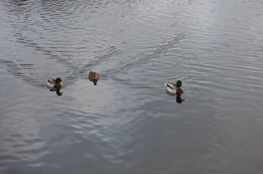 soğuk kış günü bulutlu üzerinde bir gölde yüzmeye ördekler