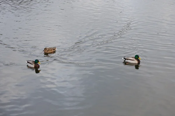 Anatre che nuotano su un lago in una giornata invernale nuvolosa e fredda — Foto Stock