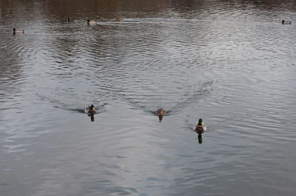 Anatre che nuotano su un lago in una giornata invernale nuvolosa e fredda — Foto Stock