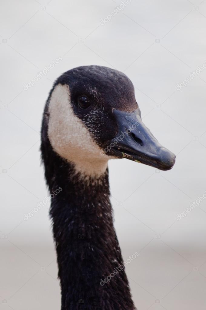 canada goose branta canada goose branta