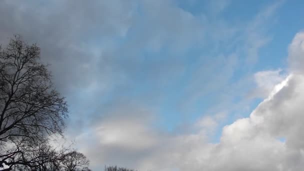 Poklatkowy zdjęcia ciemne chmury przenoszeniem nagie drzewa i niebo- — Wideo stockowe