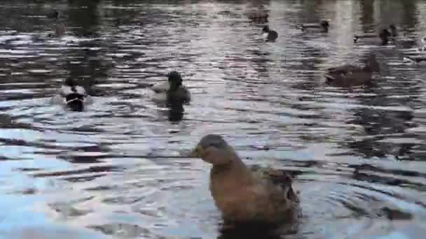 De nombreux canards occupés (anas platyrhynchos) sur un lac — Video