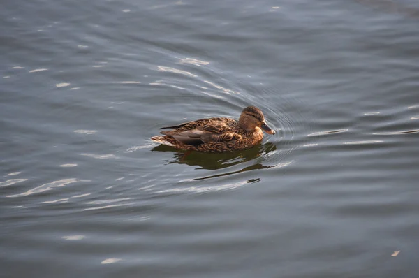 Anatra su un lago — Foto Stock