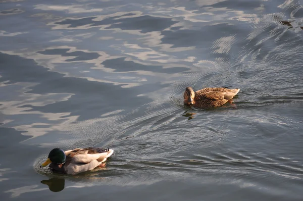 Anatre su un lago — Foto Stock