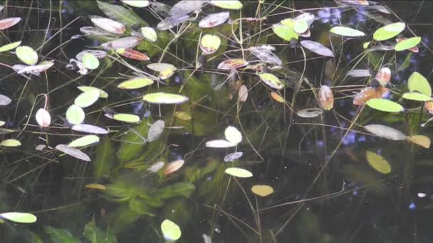 Zomerse vijver met talrijke kikkervisjes, aquatische planten en vissen — Stockvideo