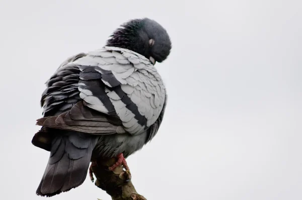 Graue Taube sitzt auf einem Ast — Stockfoto
