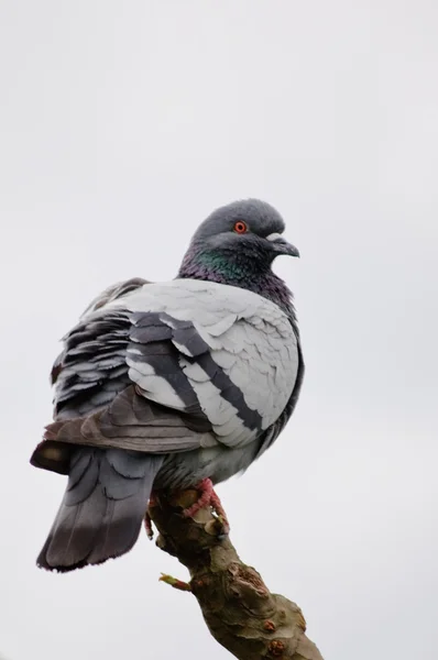 Grå duva sittande på en gren — Stockfoto