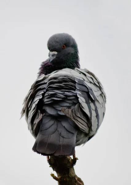 Pomba cinzenta sentada num galho — Fotografia de Stock