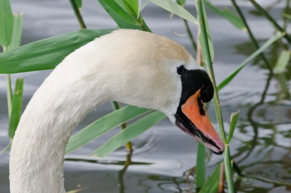 Mute swan and green leaves - nest-building in progress — Stock Photo, Image