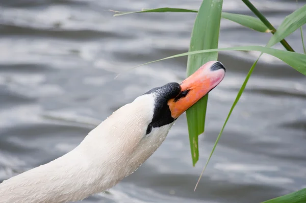 Mute swan and green leaves - nest-building in progress — Stock Photo, Image