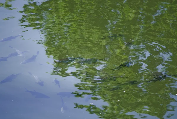 Peces grandes cerca de la superficie del agua de un canal urbano — Foto de Stock
