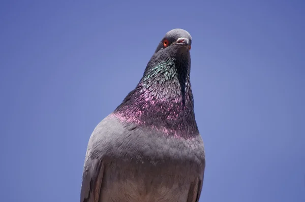 Obere Hälfte einer grauen Taube und blauer Himmel — Stockfoto
