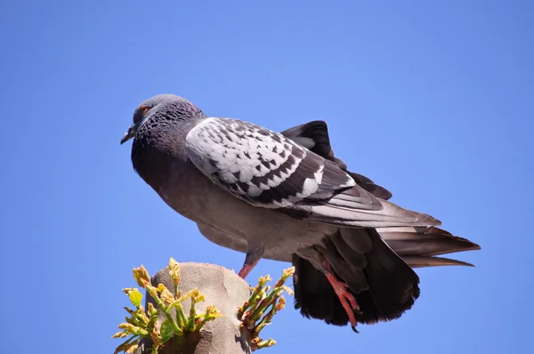 Paloma en un árbol con un cielo brillante y azul como fondo —  Fotos de Stock