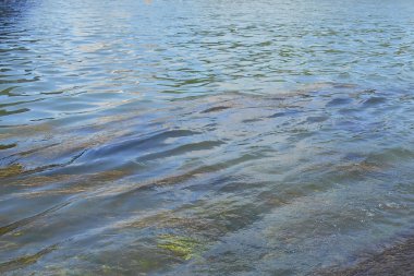 Su bitkileri ile kentsel bir kanal su seviyesi