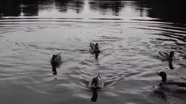 Ducks on a lake with small waves in the early morning — Stock Video