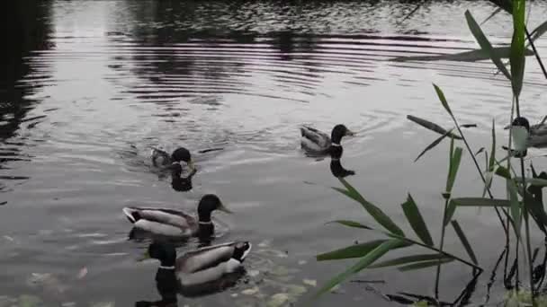 Ducks on a lake with small waves in the early morning — Stock Video