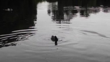 Sakarmeke (Fulica atra) ve bir göl kenarında bir ördek