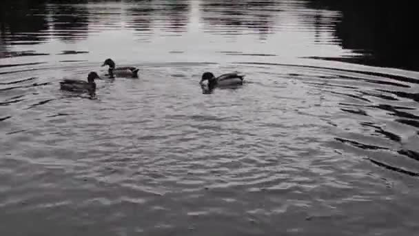 Canards sur un lac avec de petites vagues tôt le matin — Video