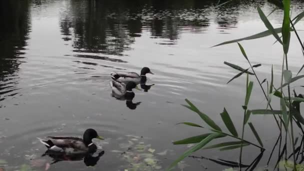 Утки на озере с маленькими волнами рано утром — стоковое видео