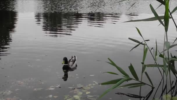 Ducks on a lake with small waves in the early morning — Stock Video