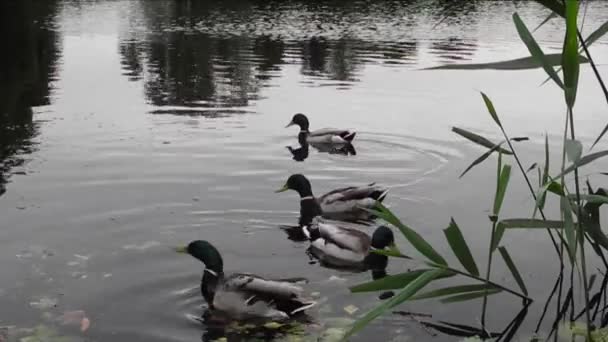 Enten auf einem See — Stockvideo