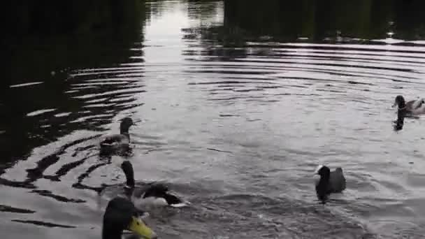 Coot e patos em um lago no início da manhã com reflexões — Vídeo de Stock