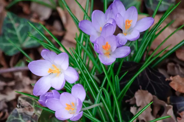 Fresh flowers and green and dead leaves — Stock Photo, Image