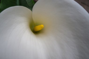 Zantedeschia aethiopica (calla)
