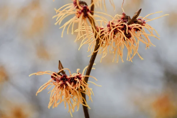 Hamamelis mollis - s šedým pozadím — Stock fotografie