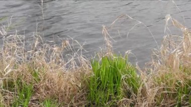 taze yeşil yaprakları ve önceki yıldan bir nehir kıyısında ölü yaprakları