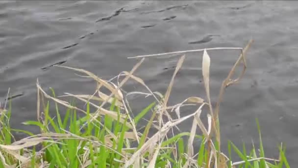 Hojas verdes frescas y hojas muertas del año anterior en una orilla de un río — Vídeo de stock