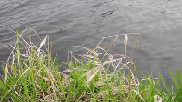 Folhas verdes frescas e folhas mortas do ano anterior em uma margem de um rio — Vídeo de Stock