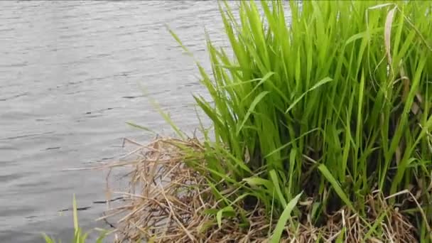 Fresh green leaves and dead leaves — Stock Video