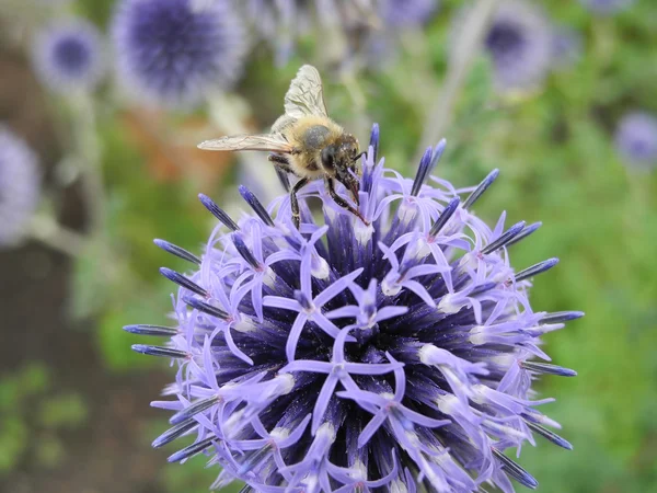 Honey bee on a blue flower — Stock Photo, Image