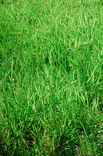 野生の春の牧草地 — ストック写真