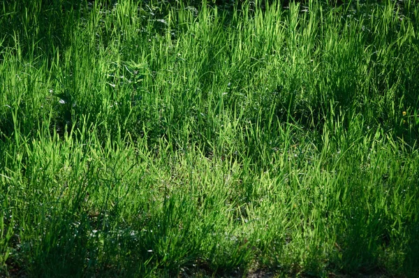 野生の春の牧草地 — ストック写真