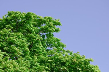 Kestane ağacı yeşil yaprakları ve parlak, mavi gökyüzü