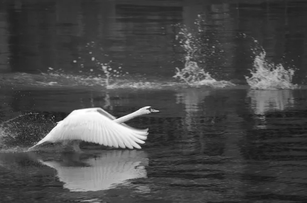 Cisne mudo inicial em um rio (imagem em preto e branco ) — Fotografia de Stock