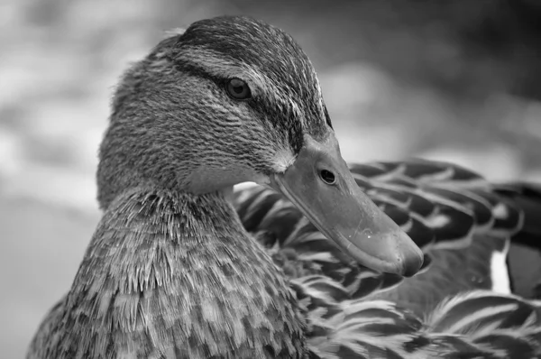 Attentive female duck (black-and-white picture) — Stock Photo, Image