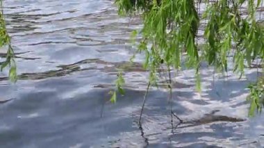 küçük dalgalar ile bir nehir üzerinde zayıf Rüzgardaki bir ağlayan söğüt dalları