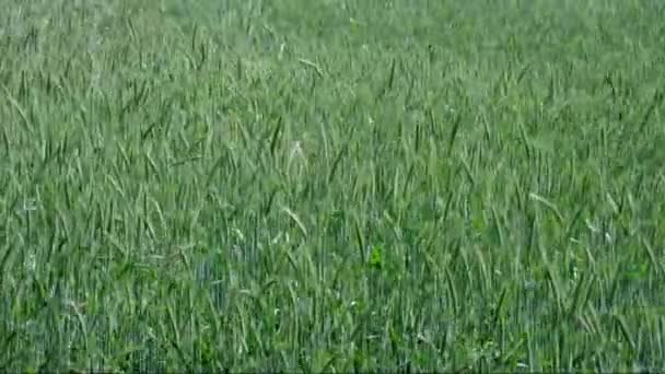 Campo de grano a finales de primavera en un día ventoso — Vídeos de Stock