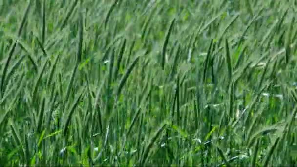 Obilné pole na konci jara na větrný den — Stock video