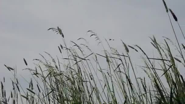 新鮮な自然のままの牧草地、ジューシーで強烈な緑の草します。 — ストック動画