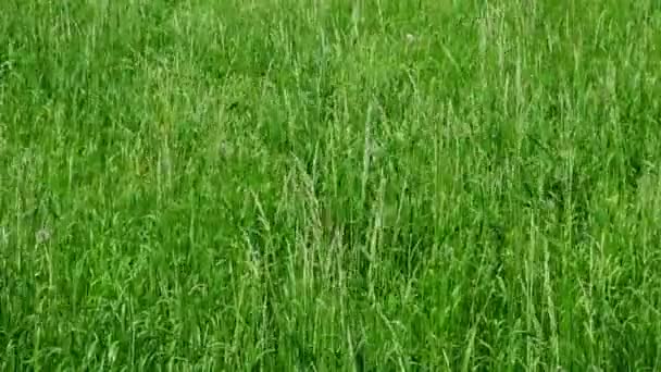 Prairie préservée avec des herbes vertes fraîches, juteuses et intenses — Video