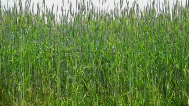 champ de céréales à la fin du printemps par une journée venteuse 